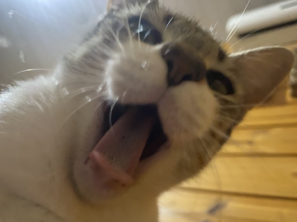 𝔖𝔢𝔫𝔥𝔬𝔯𝔞 𝔉𝔦𝔬𝔫𝔞 𝔈𝔫𝔠𝔞𝔫𝔱𝔞𝔡𝔬 tweet media