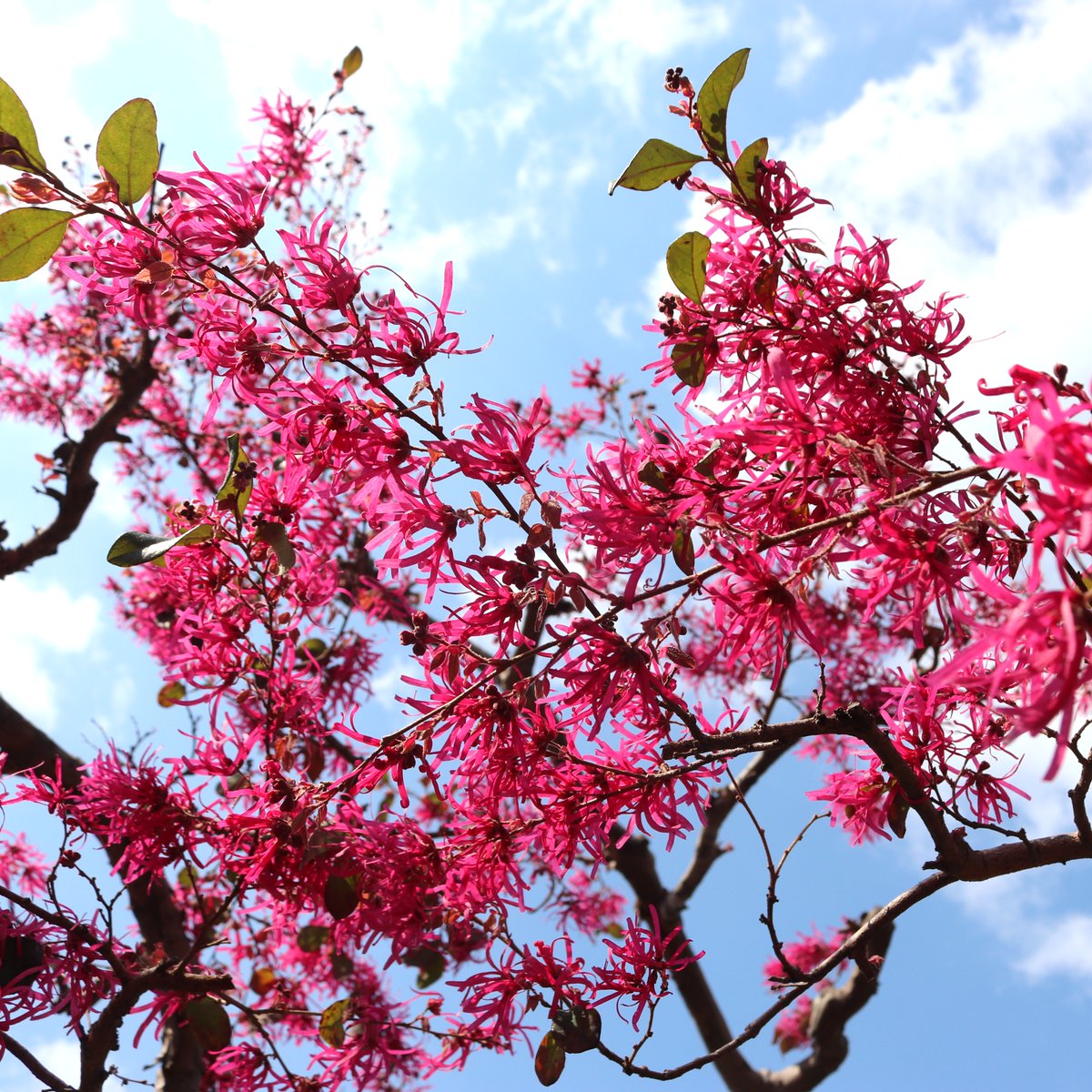 咲くやこの花館 tweet media