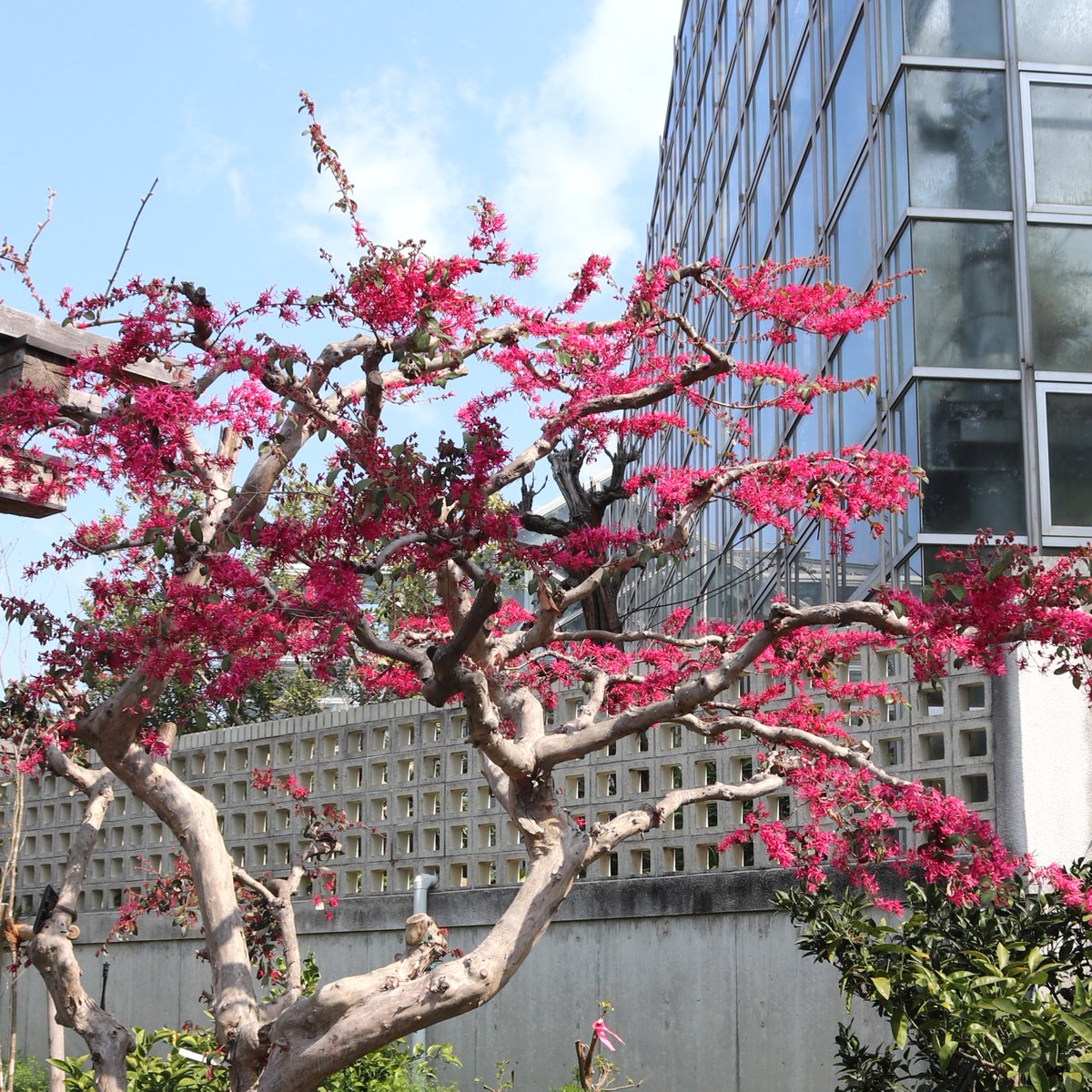 咲くやこの花館 tweet media