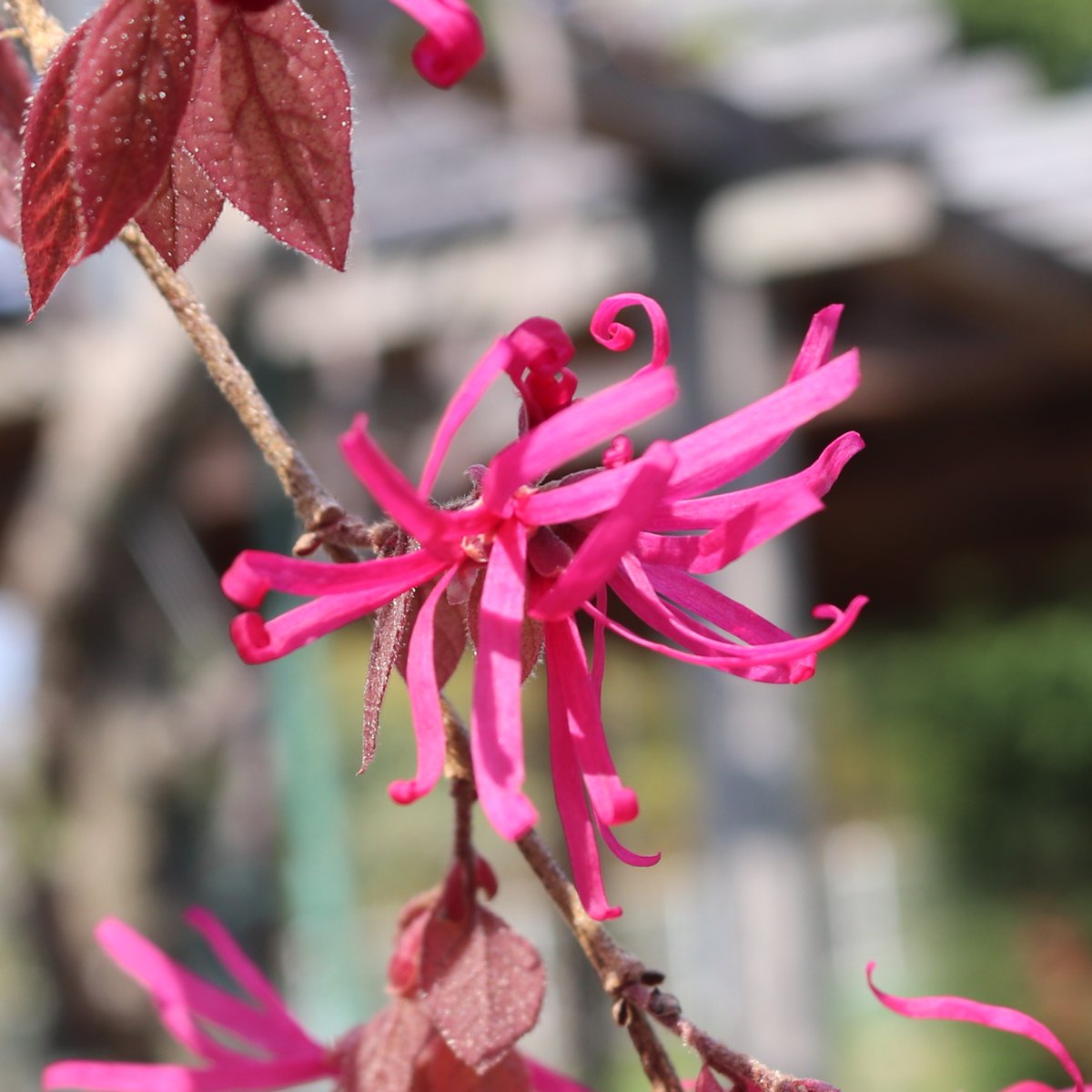 咲くやこの花館 tweet media