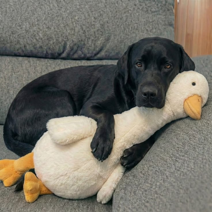 Popularpuppies © tweet media