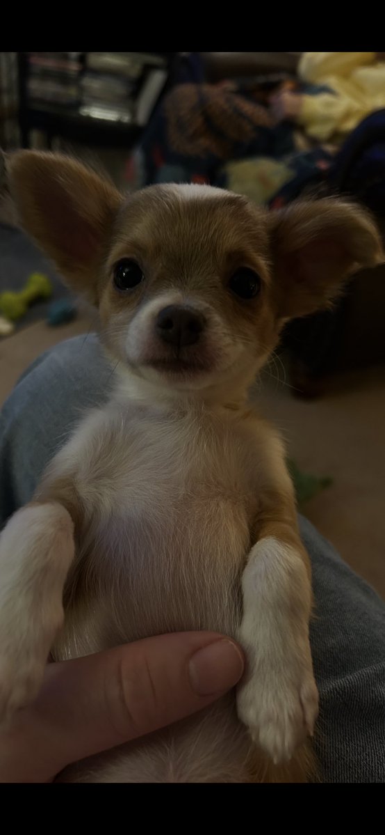 Betty sure is a sweetheart! #Chihuahuas