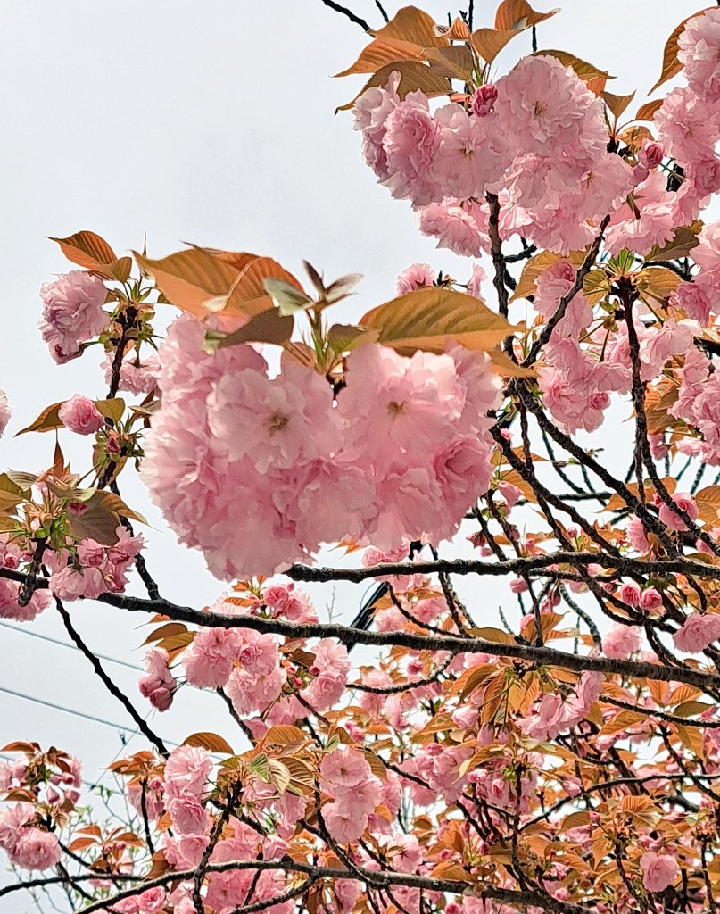 ゆんひ tweet media