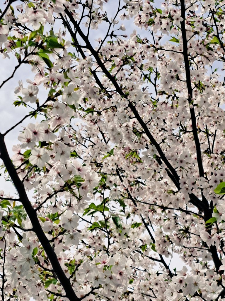 ゆんひ tweet media