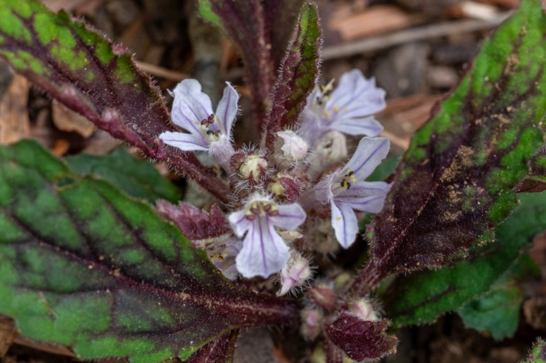 高尾ビジターセンター【公式】 tweet media