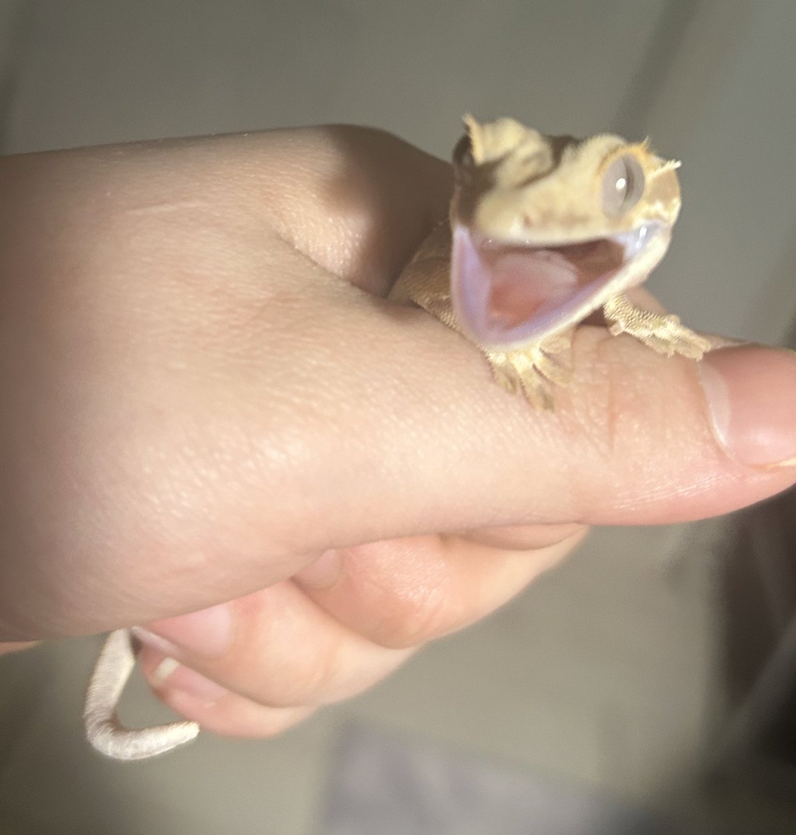 사시미마스터 tweet media