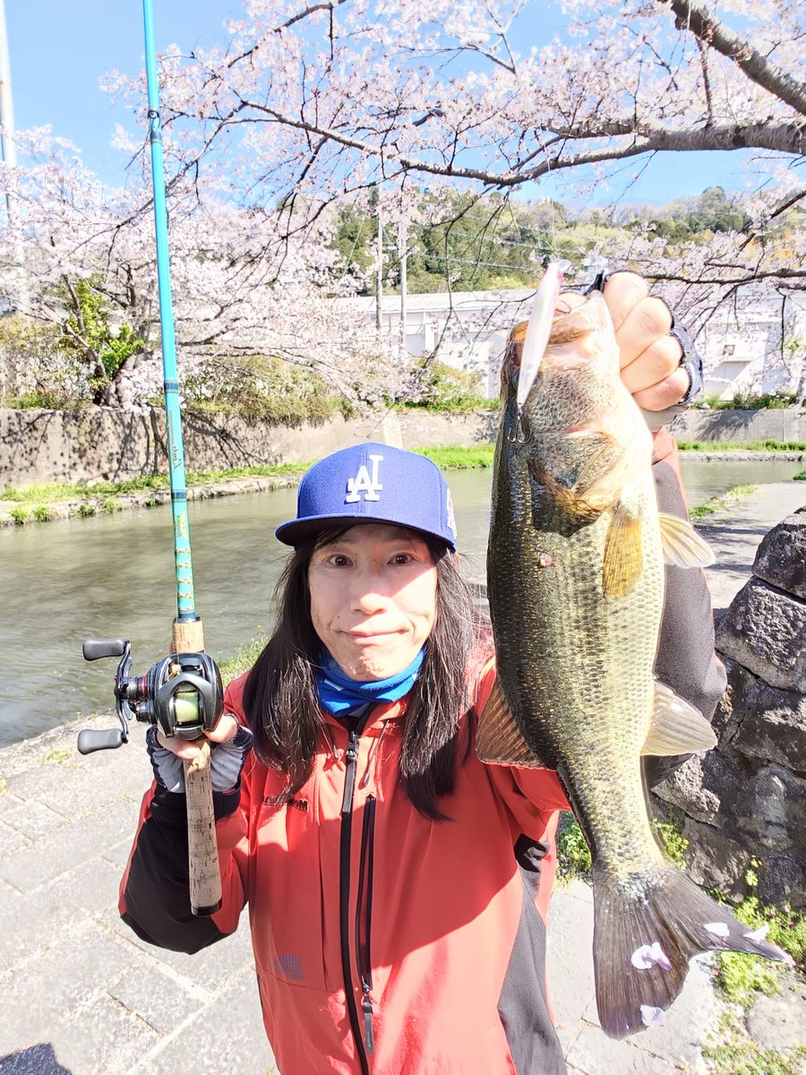 coayu2's tweet photo. 桜とBASS‼️🌸桜COLORの
X-75で❗️
GLXSスポーンチェリー大好きなカラー。桜咲いてる時に釣りたかった〜＼(^o^)／
アリガトー🩷🩷🩷
#メガバスX75
#GLXS SPAWN CHERRY https://t.co/fLODvA4tsW