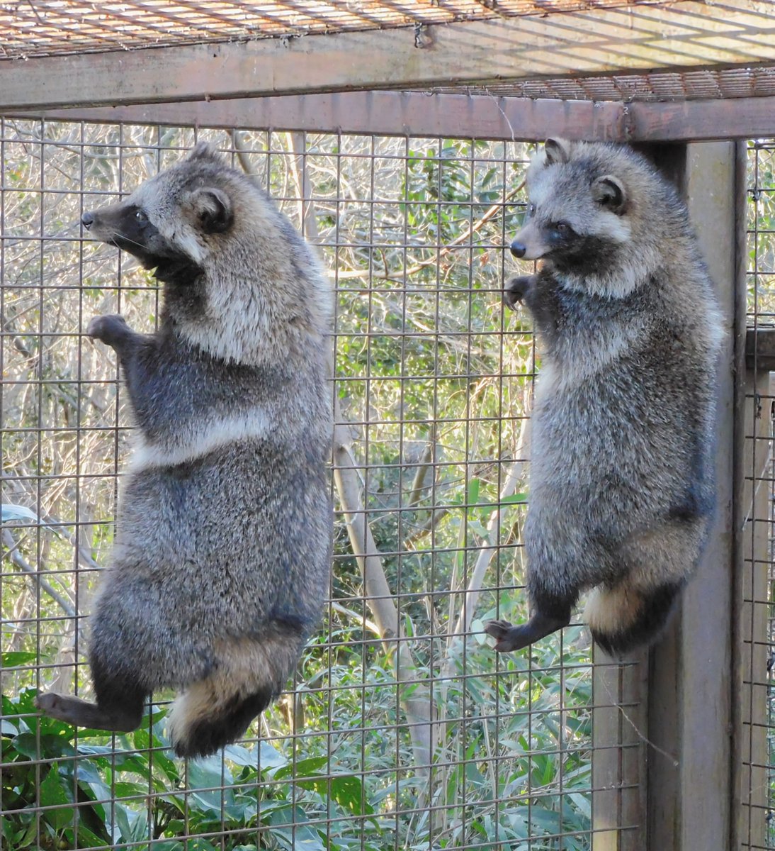 星見狸 tweet media