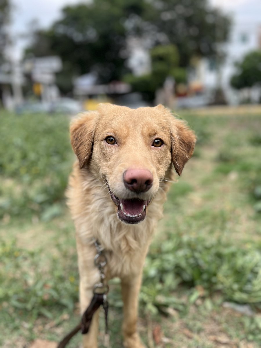 𝙷𝚎𝚕𝚊 𝙼𝚘𝚛𝚎 🐶 tweet media