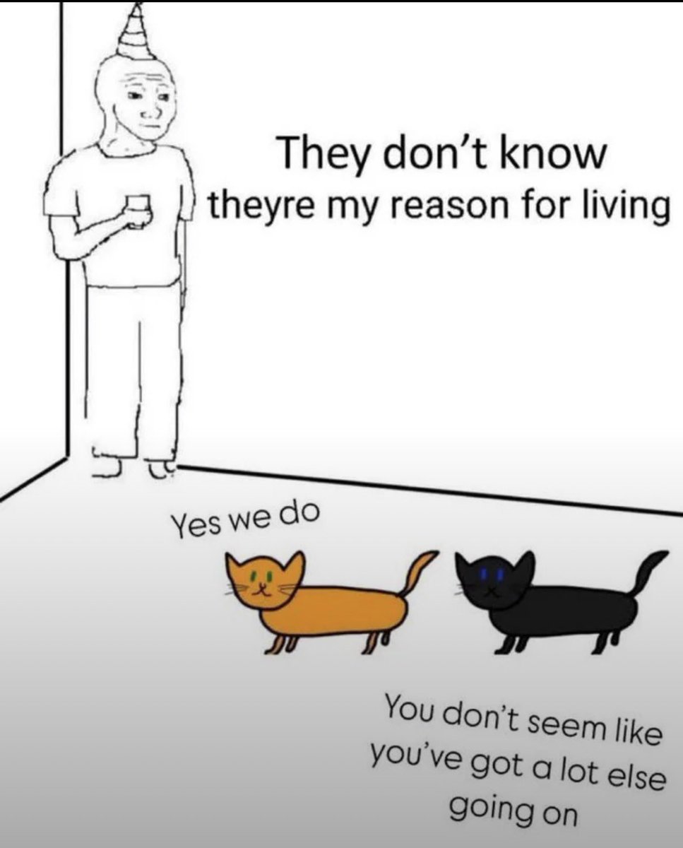 cats with powerful impression 🐾 tweet media