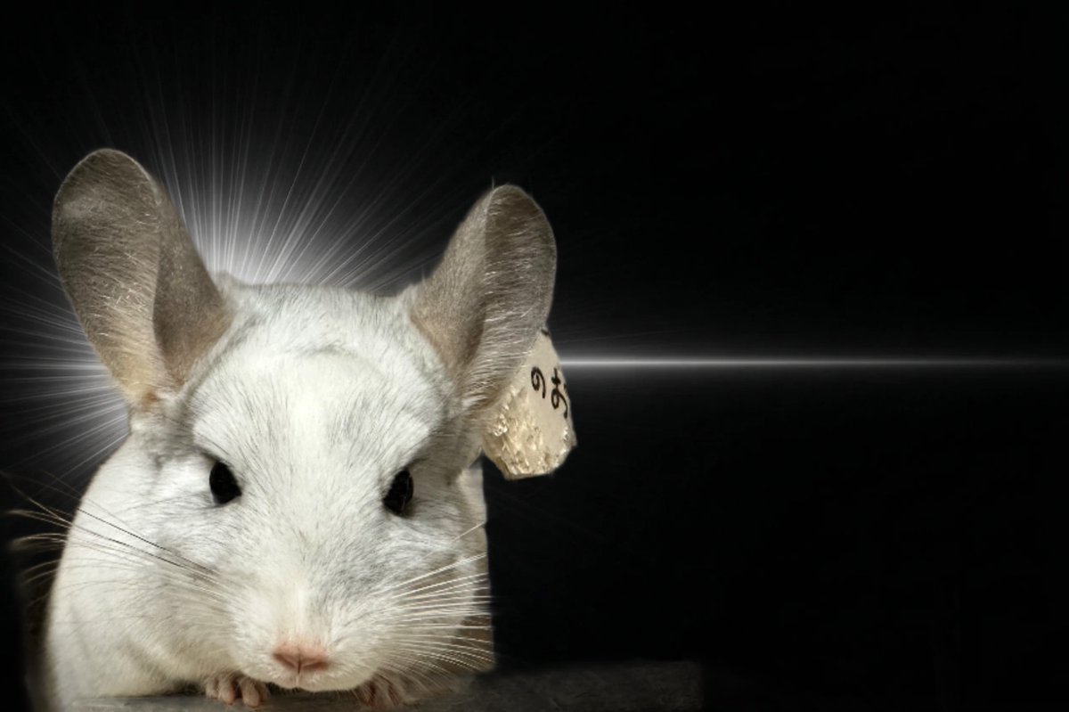 狐牛ぶな tweet media