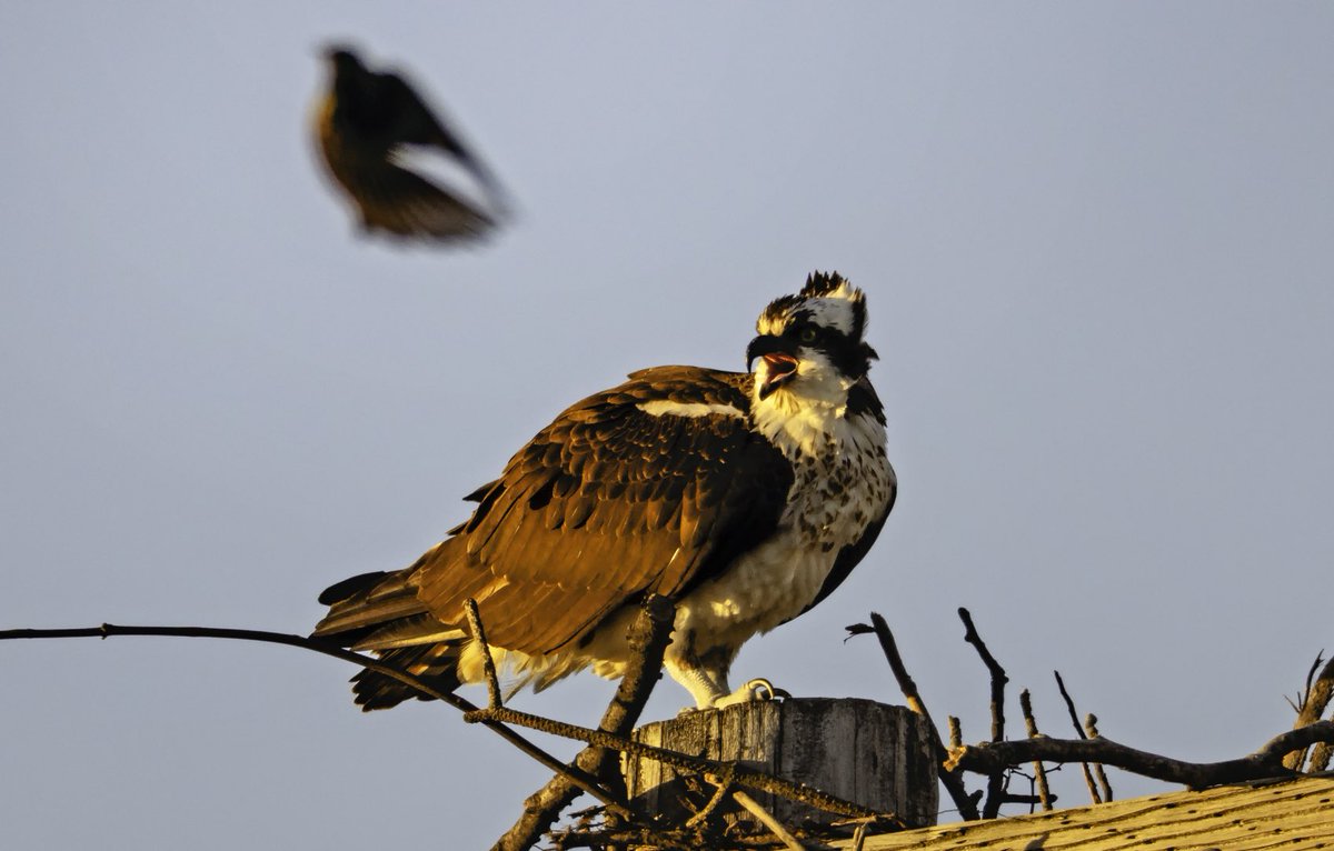 NBC10 Boston tweet media