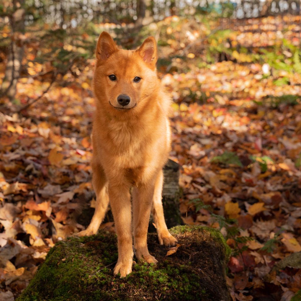 Captivating Canines tweet media