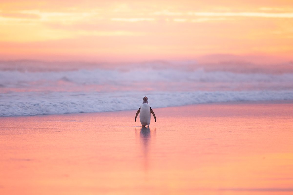 Yusuke Okada｜岡田裕介 tweet media