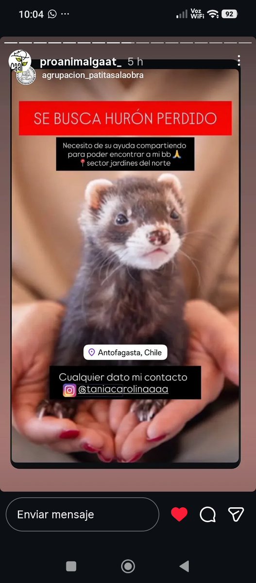Katherin8782818's tweet photo. @proanimalgaat_ #Antofagasta Rt urgente https://t.co/w4B29QdpuP