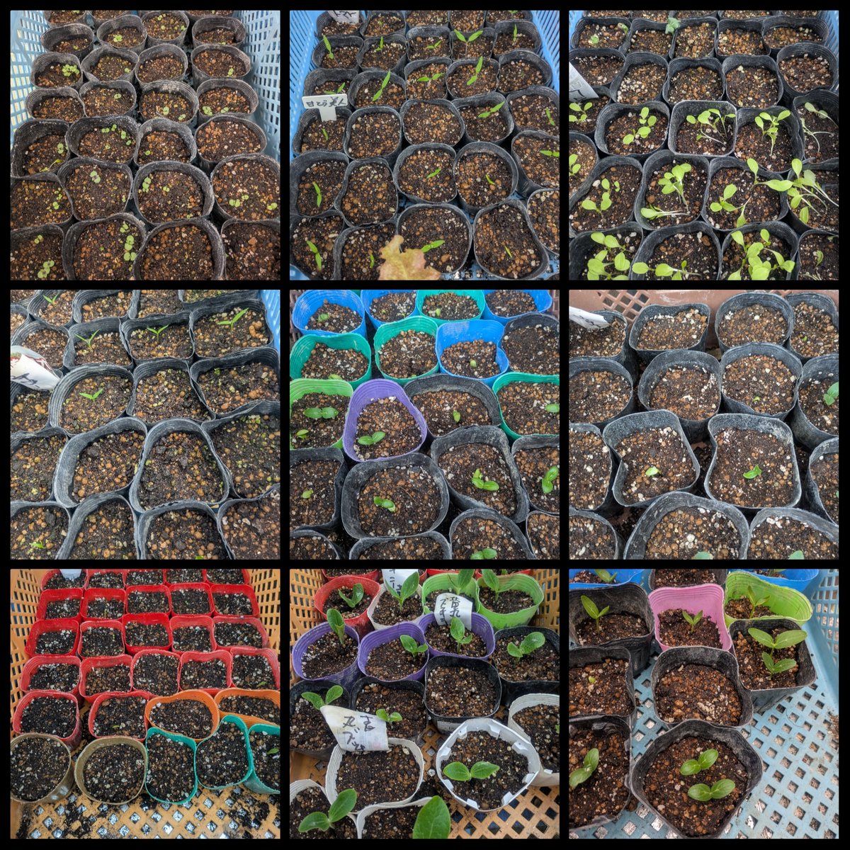 色んな芽が出てきました😀