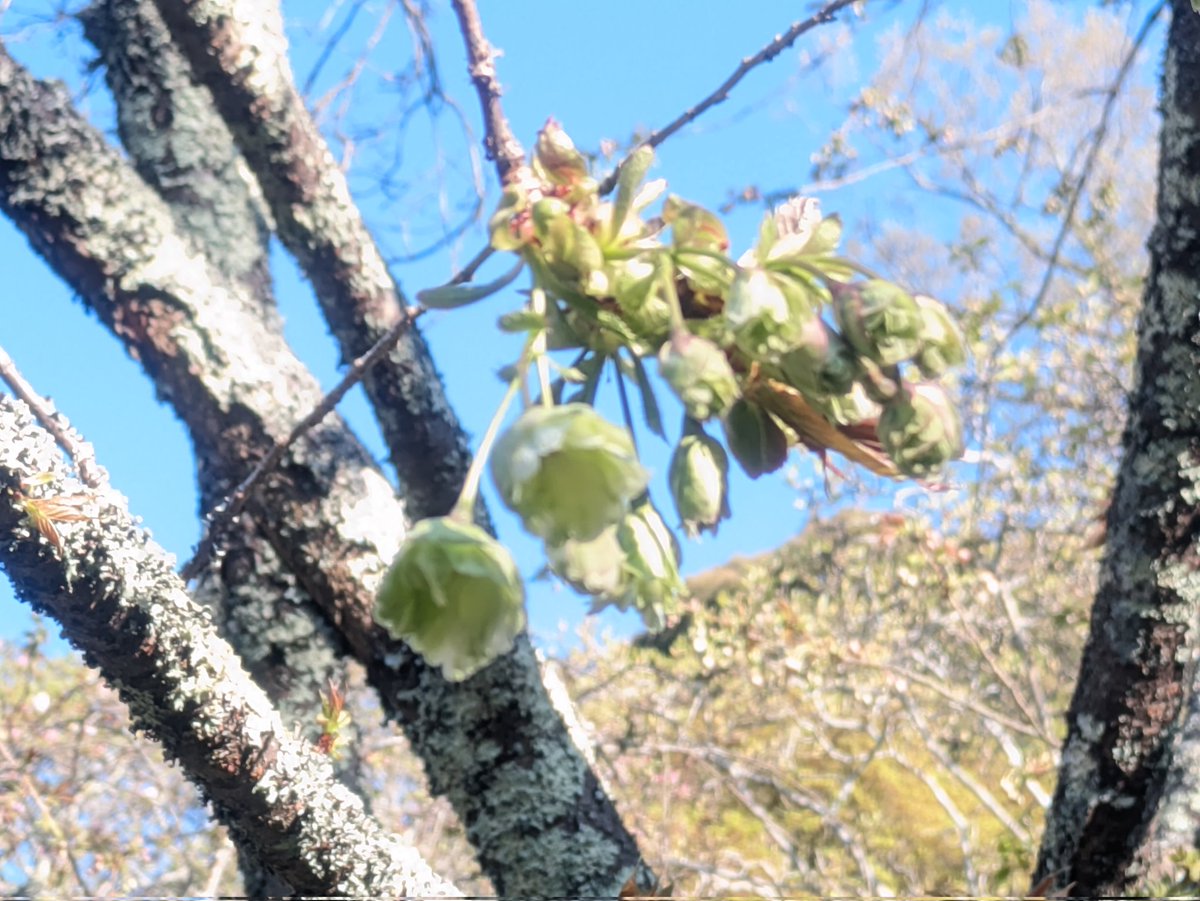 黄色い桜
御衣黄桜も花が咲き始めました😊