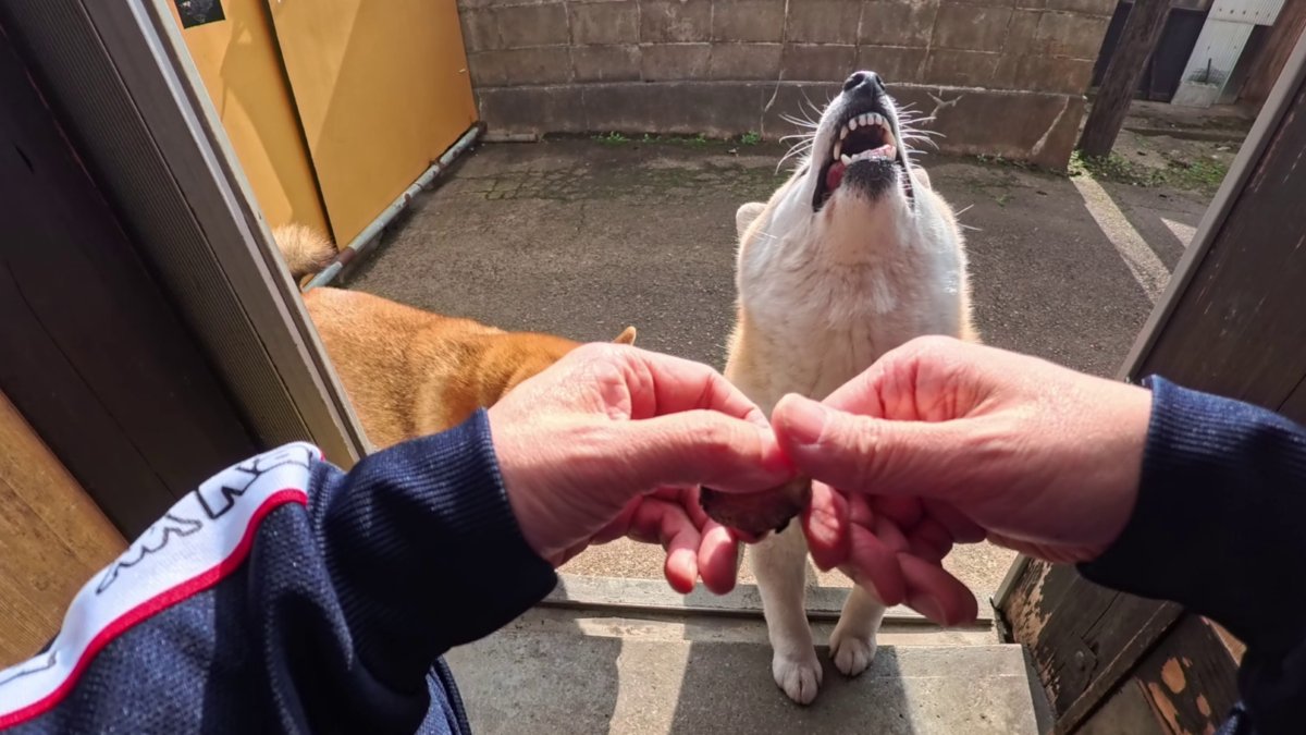 GMJpaCSCbuIDYDw's tweet image. 2026年4月24日(金) 
もう普通のお芋には戻れない！🍠🍠
#dog #shiba #犬 #柴犬 #丸柴 #犬のいる生活 #柴犬がいる暮らし
くわしくはコチラから
youtu.be/aRYTtRJLO_4 @YouTube