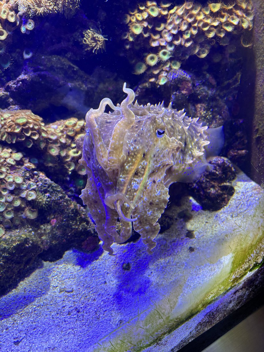 いかいかよしか🦑 tweet media