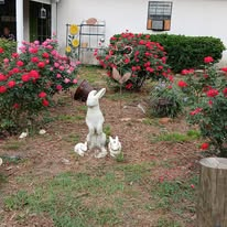 PeggyMercer's tweet image. After the Hurricane #Helene came threw and just about destroyed my place and knocked down a whole line of hundreds years old cypress and cedar trees, I planted the whole front yard as a rose garden.  I must say I am being rewarded!  #ROSES...still a lot to do but it's working.