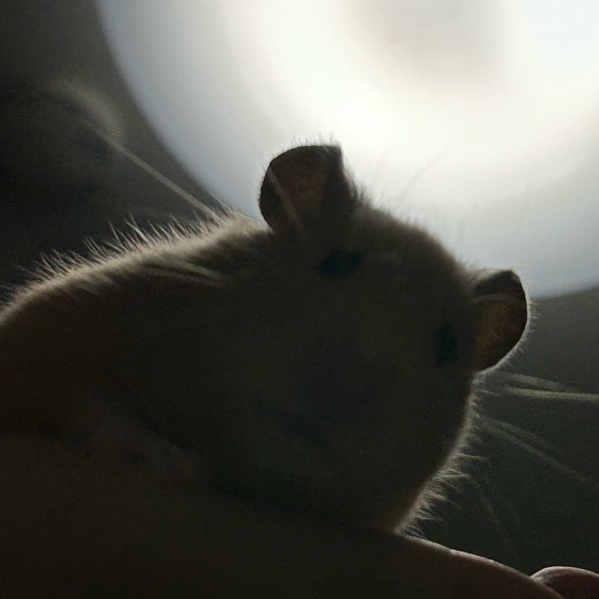 ごんべとわらび tweet media