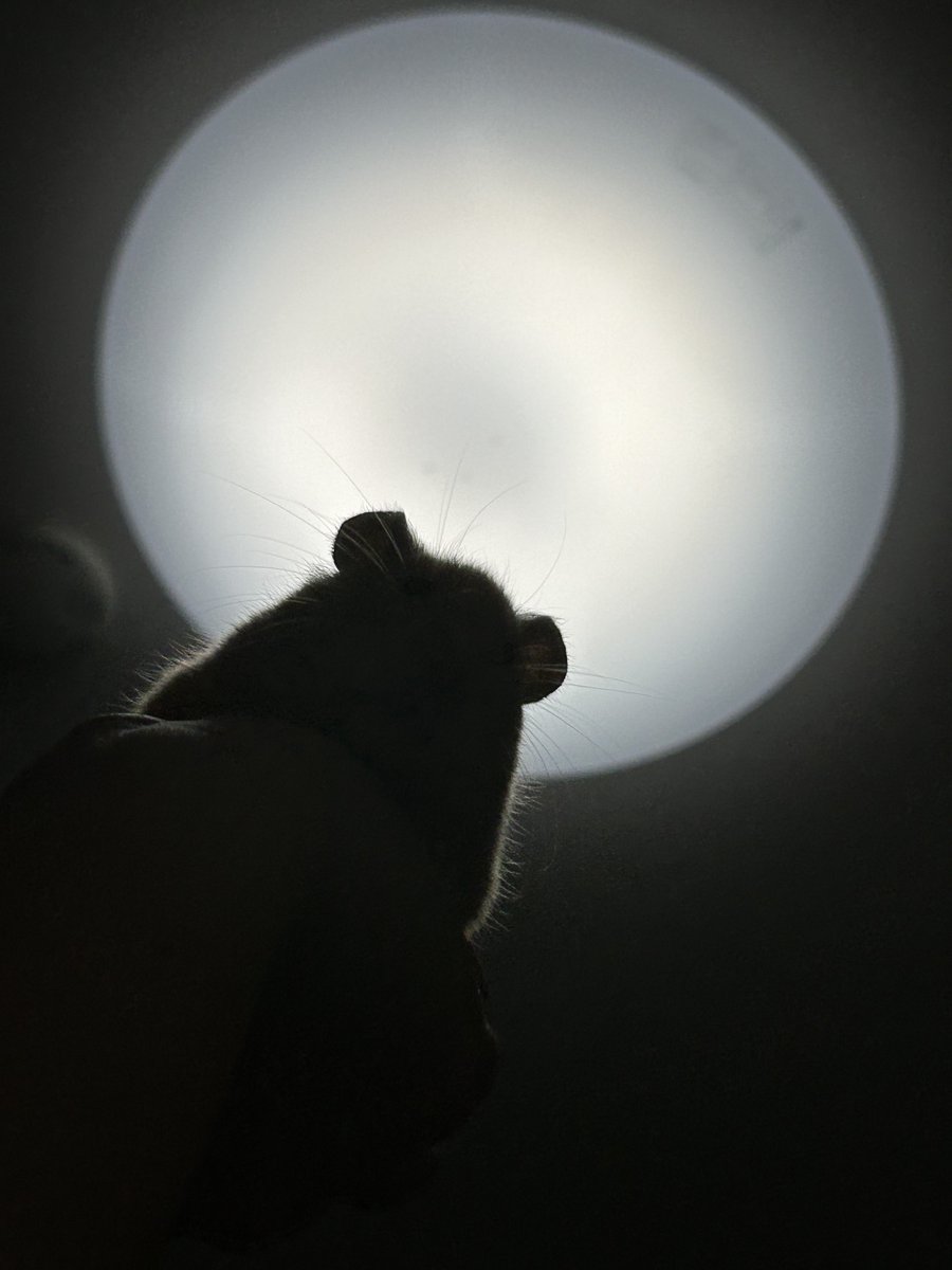 ごんべとわらび tweet media