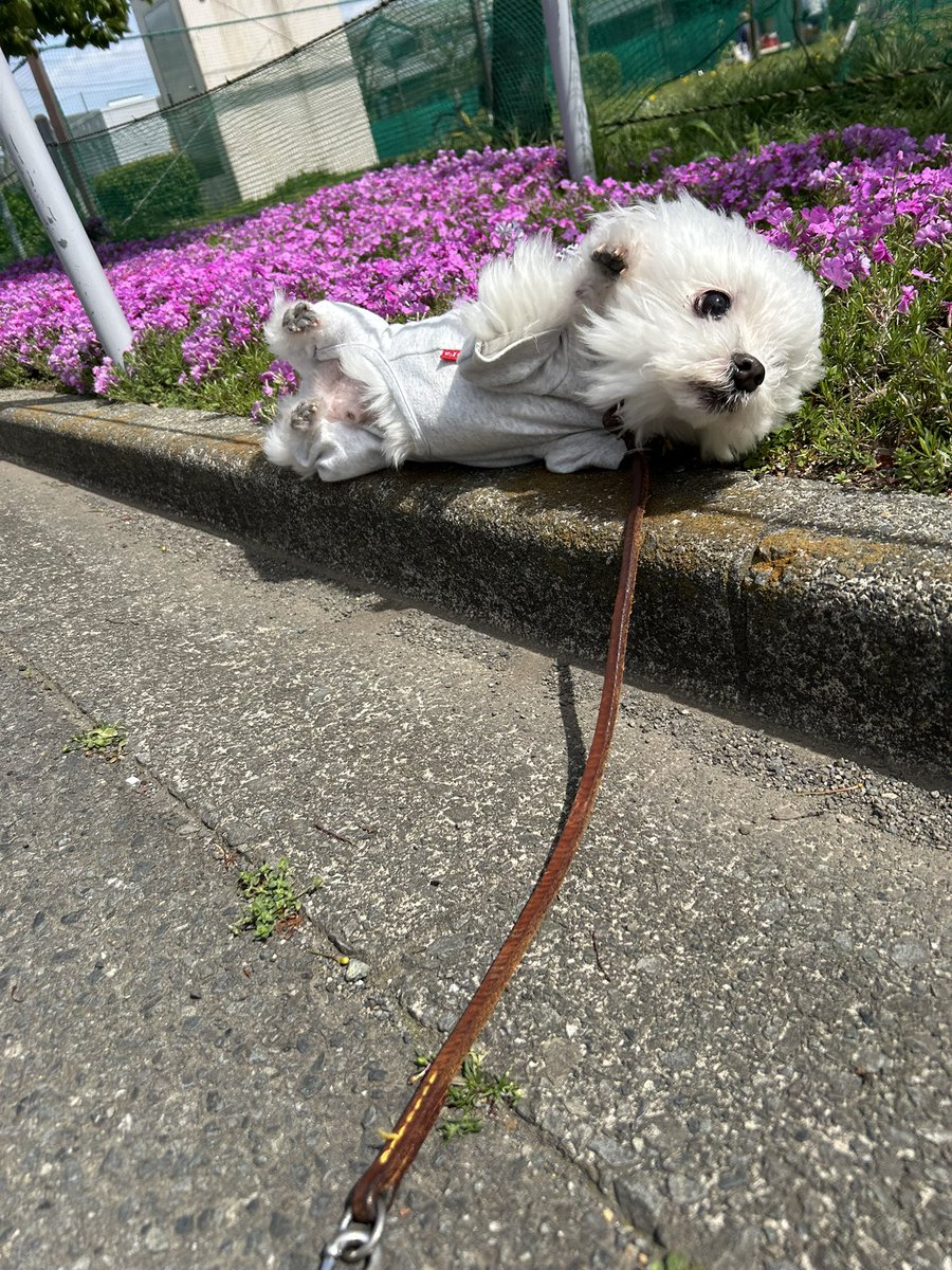 ハ二力ム tweet media