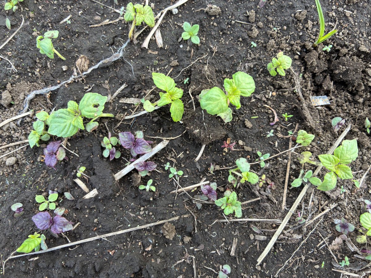 種蒔きした人参と小蕪は沢山芽が出たけど、ビーツと小松菜はイマイチ🌱アリさんとてんとう虫さんのおかげで受粉できたのか苺の実が膨らみ🍓実生で出てきたカモミールの花が咲き、紫蘇達も実生の芽が出てきました🌱
#キューバのように
#100万人を超える都会でも皆んなで自給自足
#無農薬