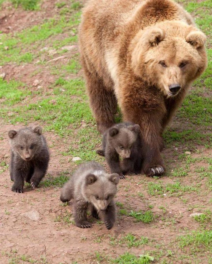 Todo Dia Ursos tweet media