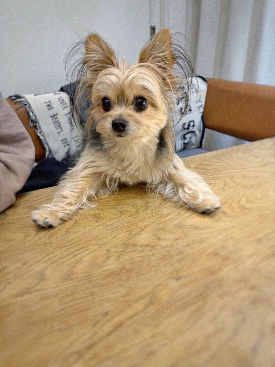 犬の日々 tweet media