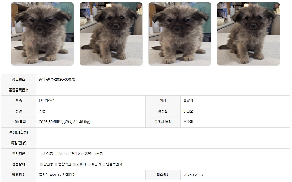 오늘의 강아지 추천 tweet media