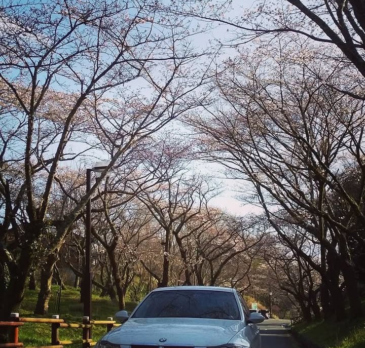 Z10050303's tweet photo. 桜まだ綺麗です🌸

来年の満開時にまた会いたい

#さくらのある風景 
#桜散る
#日常垢さんと繋がりたい
#写真好きな人と繋がりたい https://t.co/tALspUzwgg