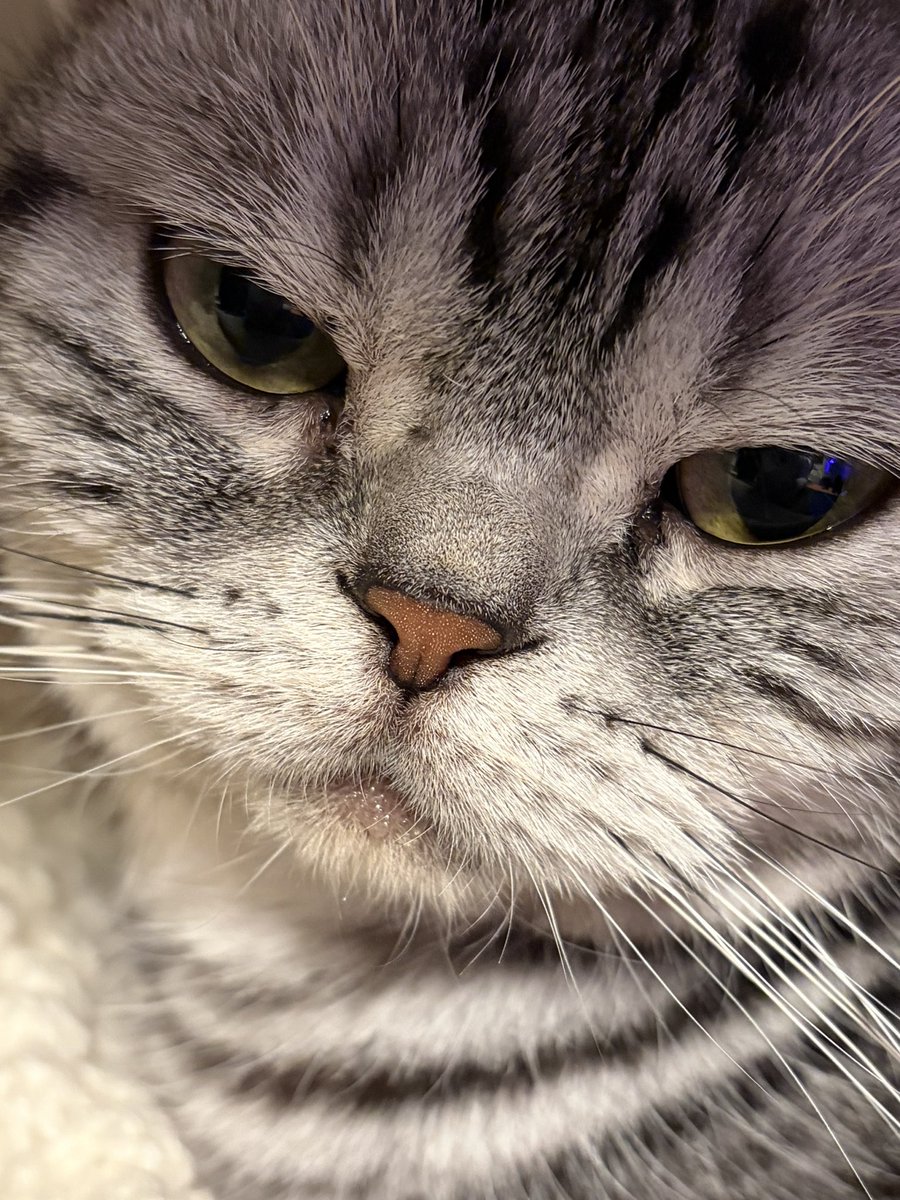 はちわれい tweet media