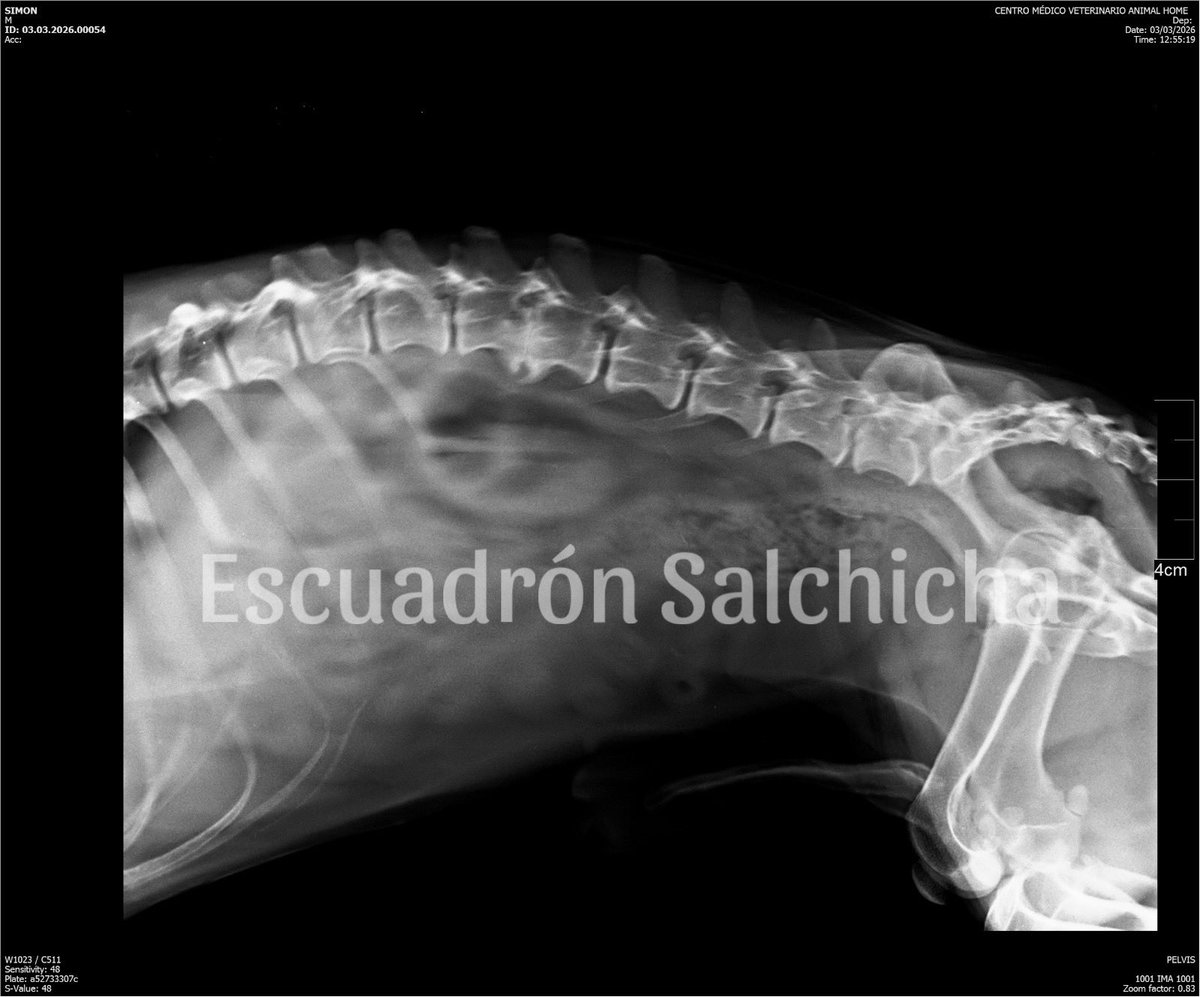 EscuadronSalchi's tweet photo. Queridos amigos🐾
No había publicado los estudios de laboratorio y Rx del abuelo Simón🖤Además de ser cardiópata presenta varias complicaciones: azotemia perrenal, anemia, también compresión del disco intervertebral, lesión y desarrollo de osteofitos. 
Es necesario complementar con una prueba de SDMA para monitorear su función renal. 
Por ahora está tomando cardial para su tratamiento cardíaco, condoprotectores, ipakitine y analgésico. 
Si desean apadrinar al abuelo Simón sería de muchísima ayuda para él, como recordarán fue abandonado en la calle en pésimas condiciones de salud después de años de ser explotado para cría pues presenta diferentes lesiones en su pene e hiperplasia prostática, en cuanto está más estable su salud será castrado. 
El estudio de laboratorio completo tiene un costo de $1200, Rx $900, prueba de SDMA $1500, ipatikine $840, flexadin $899. Si desean aportar un granito de arena o enviar algún medicamento directamente, pueden hacerlo desde mercado libre.

Mil gracias 🫶

Seguiremos informando.