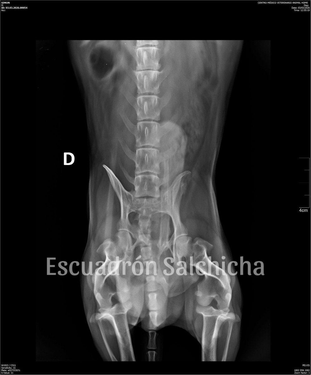EscuadronSalchi's tweet photo. Queridos amigos🐾
No había publicado los estudios de laboratorio y Rx del abuelo Simón🖤Además de ser cardiópata presenta varias complicaciones: azotemia perrenal, anemia, también compresión del disco intervertebral, lesión y desarrollo de osteofitos. 
Es necesario complementar con una prueba de SDMA para monitorear su función renal. 
Por ahora está tomando cardial para su tratamiento cardíaco, condoprotectores, ipakitine y analgésico. 
Si desean apadrinar al abuelo Simón sería de muchísima ayuda para él, como recordarán fue abandonado en la calle en pésimas condiciones de salud después de años de ser explotado para cría pues presenta diferentes lesiones en su pene e hiperplasia prostática, en cuanto está más estable su salud será castrado. 
El estudio de laboratorio completo tiene un costo de $1200, Rx $900, prueba de SDMA $1500, ipatikine $840, flexadin $899. Si desean aportar un granito de arena o enviar algún medicamento directamente, pueden hacerlo desde mercado libre.

Mil gracias 🫶

Seguiremos informando.