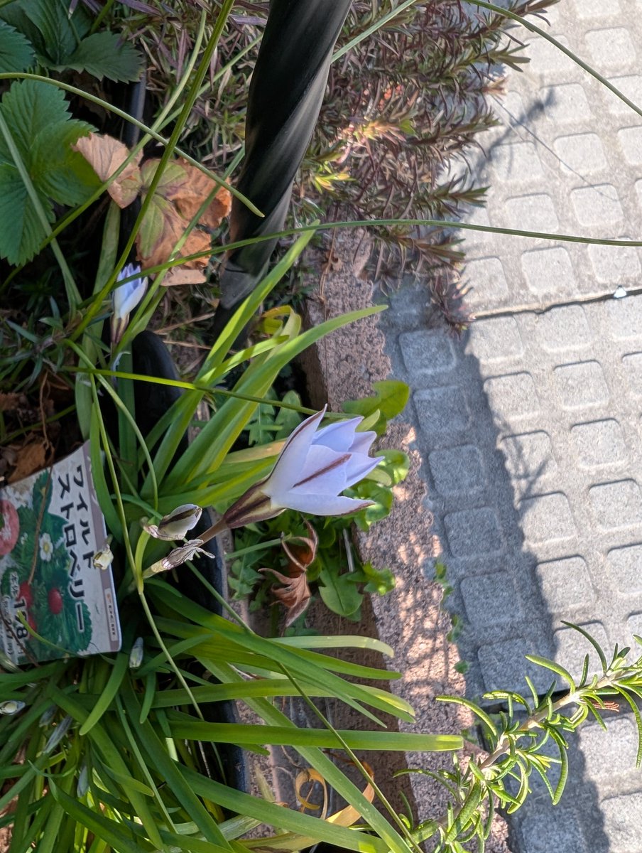 ご近所さんから頂いた花が咲きました！結局なんだろうと調べたら花ニラだろう！ご自宅で沢山増えてるからって貰った（笑）
清楚な色合いが素敵なんで良いもの頂いたなと思っています。