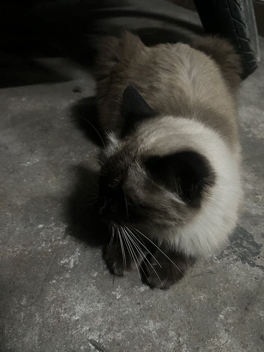 ชะอุ๋ง tweet media