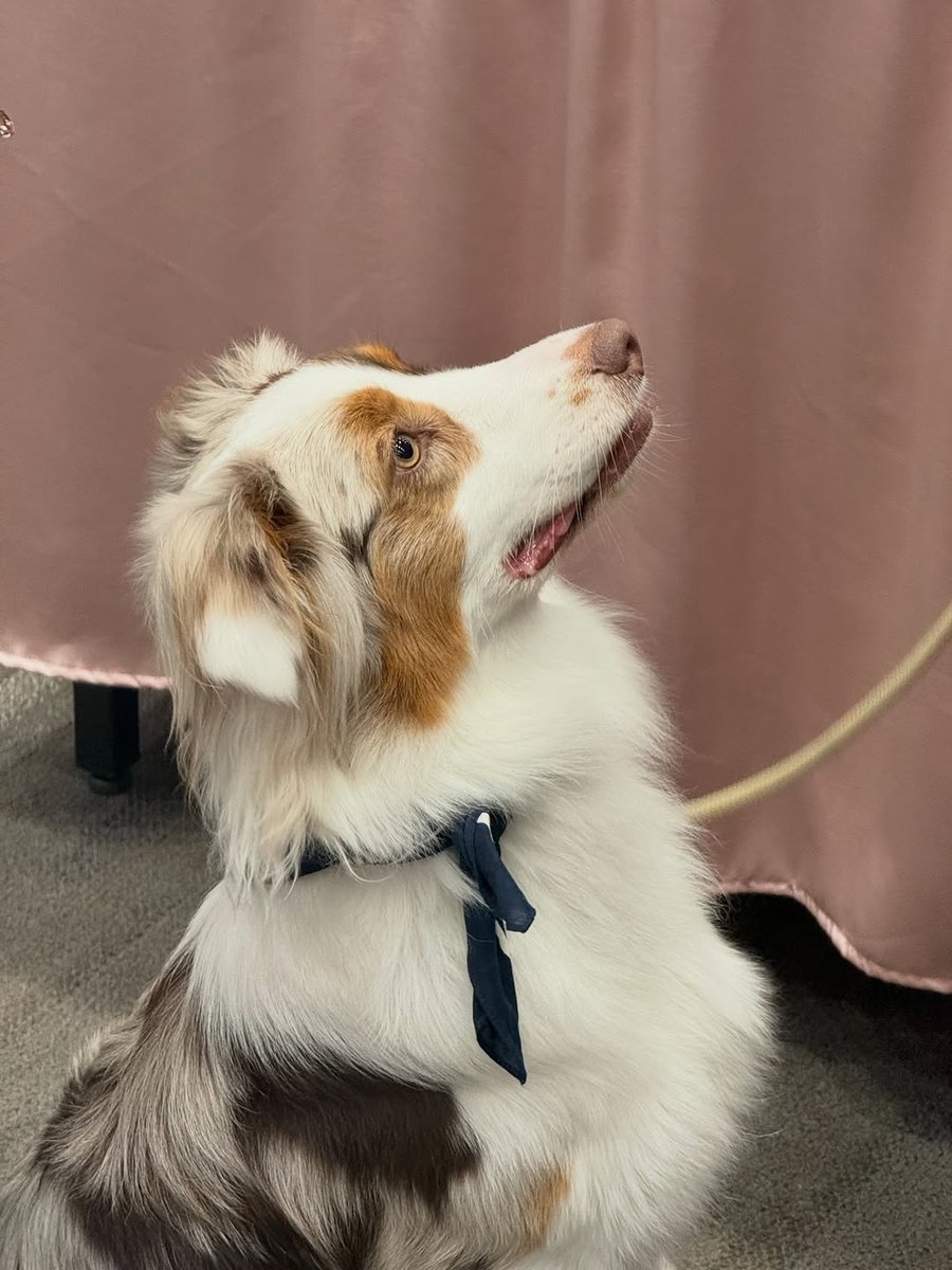 CooperPtpst_PH's tweet photo. My little puppy 🐶

✧⁠*COOPER INSTAGRAM UPDATE !!! ೀ⋆

🔗:https://t.co/aea6qjNLb8
#cooper_patpasit | #cooperpatpasitPH https://t.co/O52Su8FpwY