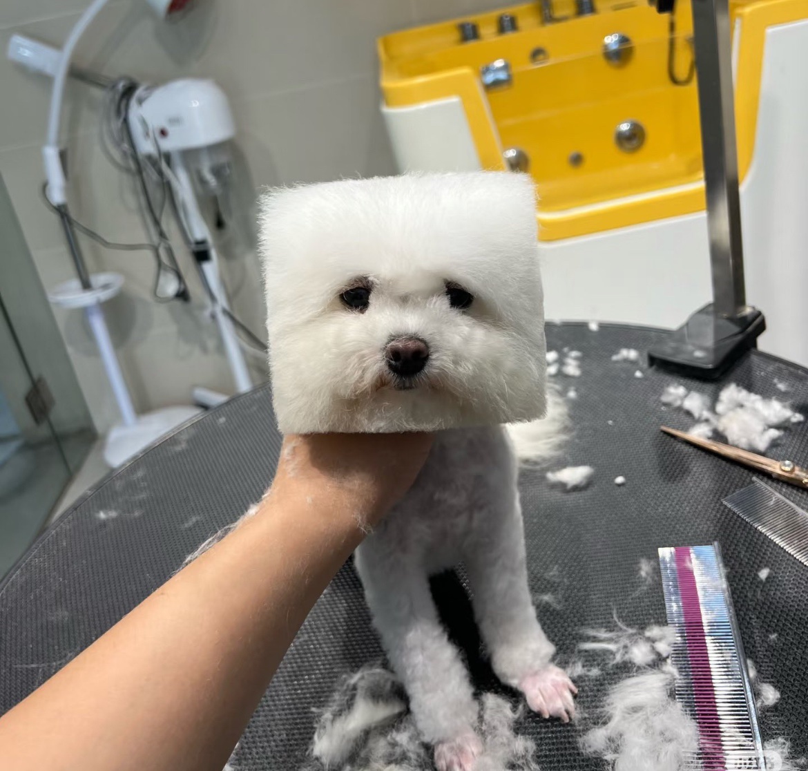 犬しか勝たん tweet media