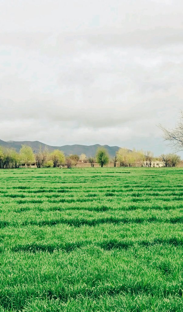 دي هيلو هديره💔 tweet media