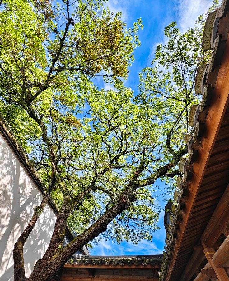 Gucuo_Fuzhou's tweet image. 春雨洗尘，古木含诗。
百年流苏如约而至！
三坊七巷向你发出春日邀请！
#poeticspring #Fuzhou