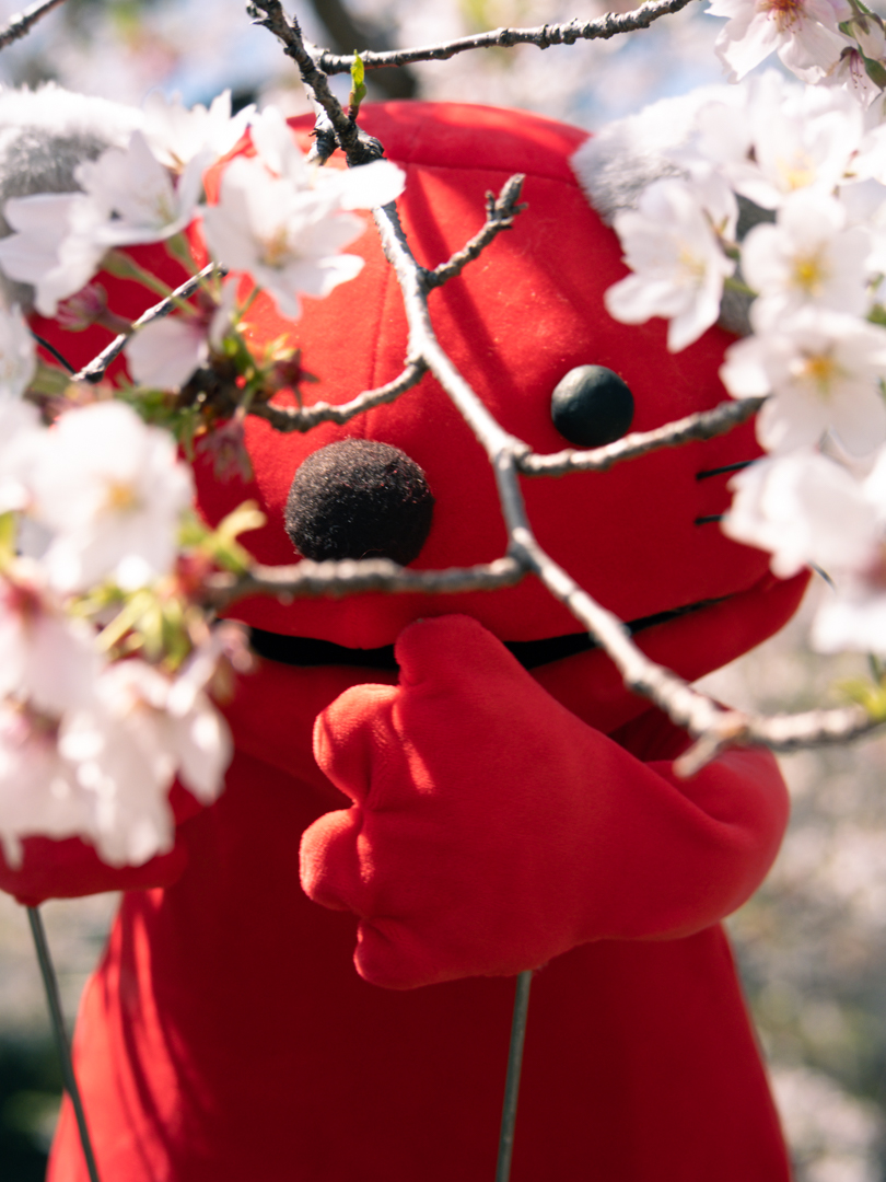 pupupu_puple's tweet photo. お仕事中や授業中のみなさん。にゃろしはお花見をしていますよ。
#猫
#ププププープル
#pupupupuple https://t.co/RIXQ3TsyrS