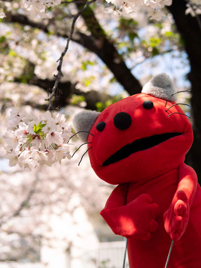 pupupu_puple's tweet photo. お仕事中や授業中のみなさん。にゃろしはお花見をしていますよ。
#猫
#ププププープル
#pupupupuple https://t.co/RIXQ3TsyrS