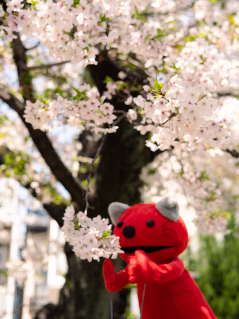 pupupu_puple's tweet photo. お仕事中や授業中のみなさん。にゃろしはお花見をしていますよ。
#猫
#ププププープル
#pupupupuple https://t.co/RIXQ3TsyrS