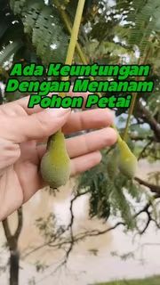 Bukit Farming tweet media