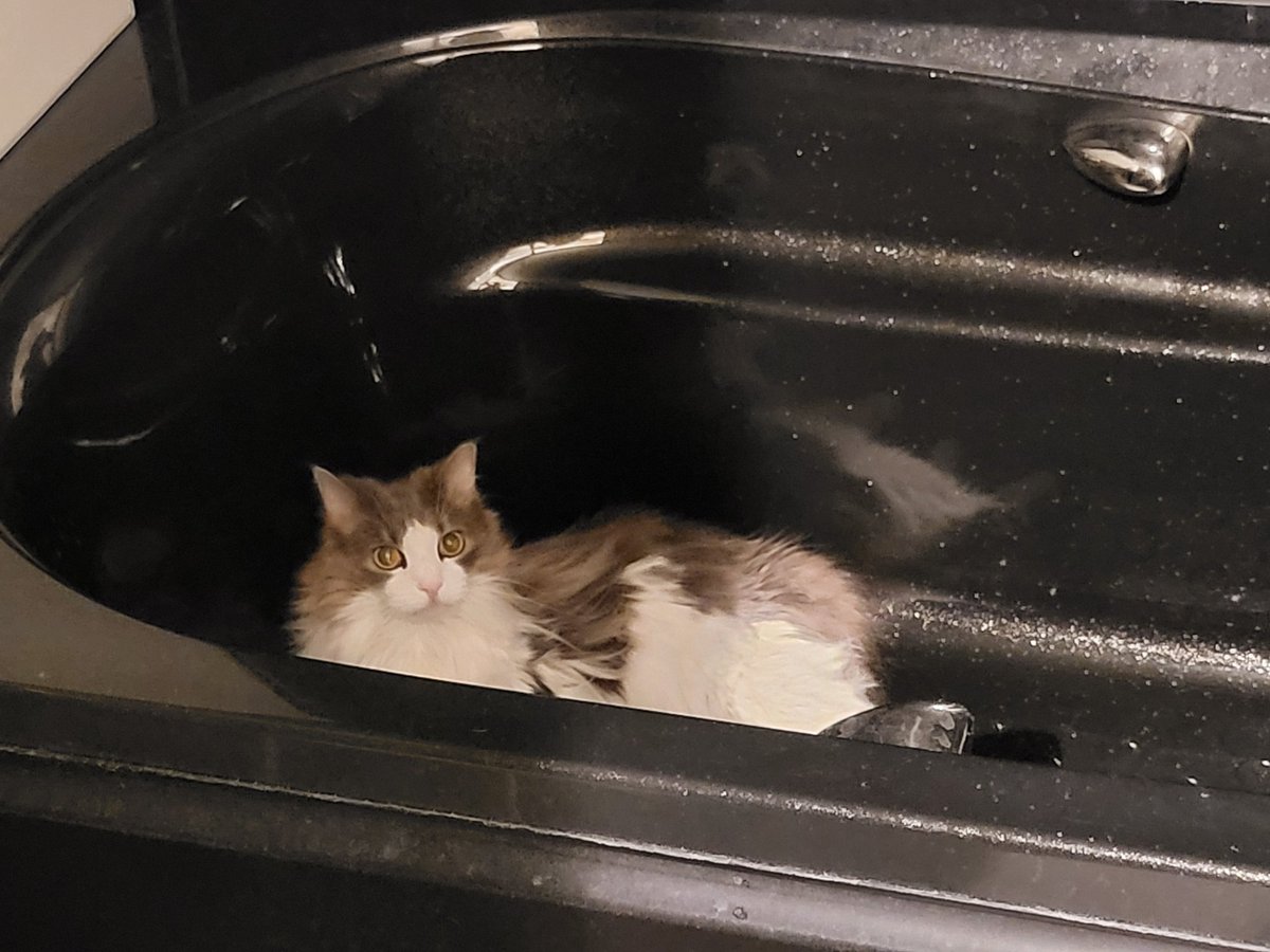 おは氏@ニュージーランドアオバズク tweet media