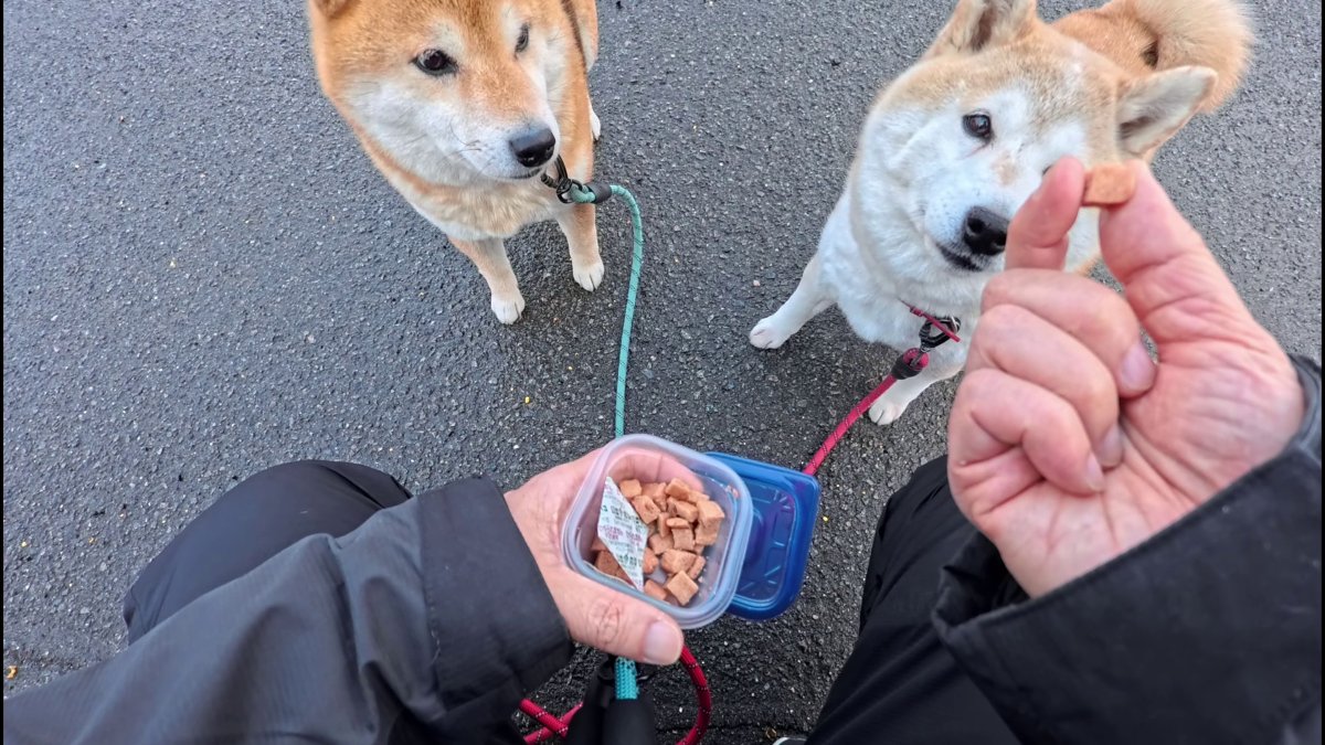 GMJpaCSCbuIDYDw's tweet image. 赤信号の時だけオヤツあげていたので、
もしかしたら信号機を読めるようになってきているのではないかと思う時があります。
#dog #shiba #犬 #柴犬 #丸柴 #犬のいる生活 #柴犬がいる暮らし
くわしくはコチラから
youtu.be/HGNci-aJScw @YouTube