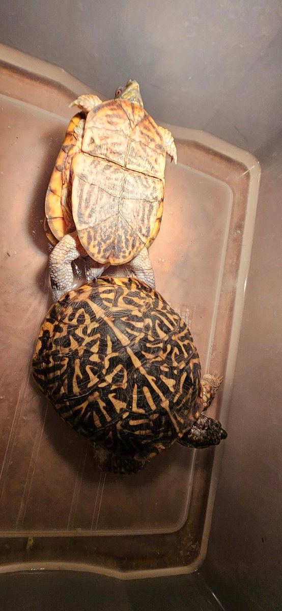 こっちも期待

#キタニシキハコガメ
#Terrapeneornataornata
#OrnateBoxTurtle