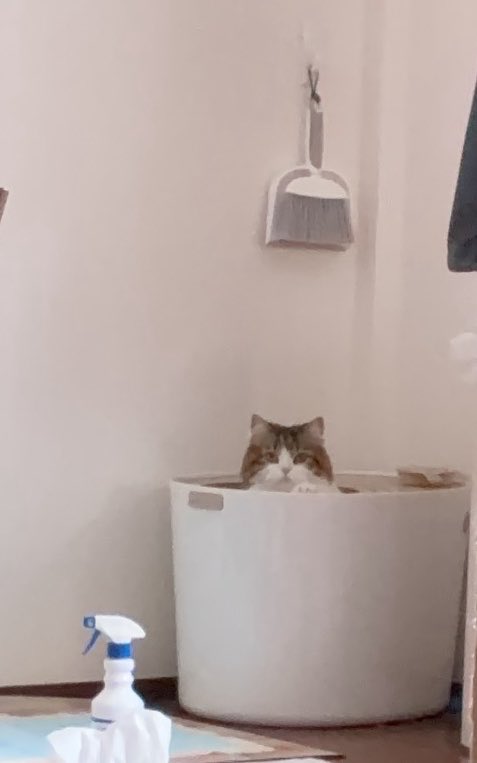 関家の日常 tweet media