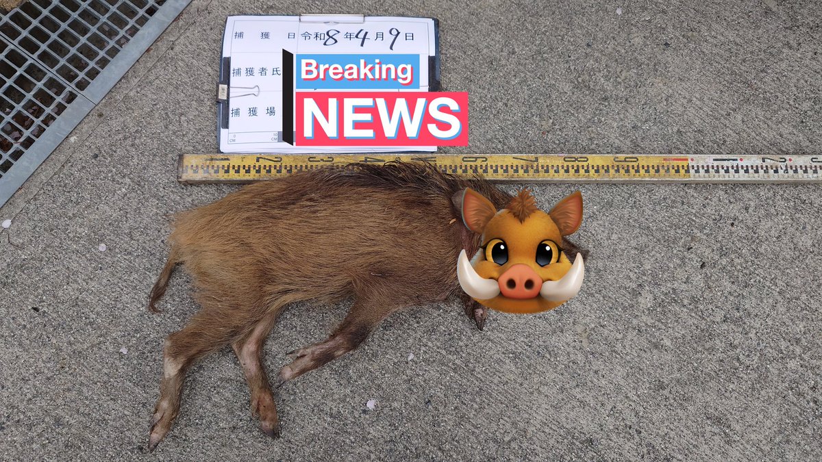 もっち＠オフレッサー上級大将 tweet media